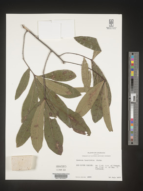 Quercus laurifolia image