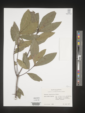 Quercus laurifolia image