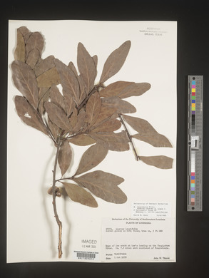 Quercus laurifolia image