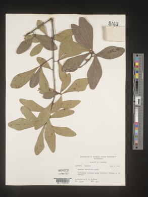 Quercus laurifolia image