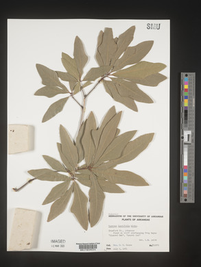 Quercus laurifolia image