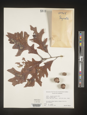 Quercus lyrata image