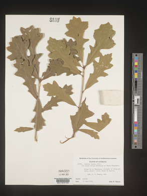 Quercus lyrata image