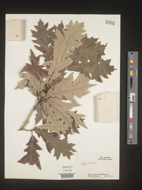 Quercus lyrata image