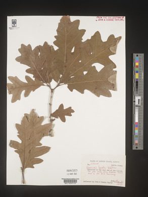 Quercus lyrata image