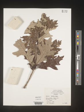 Quercus lyrata image