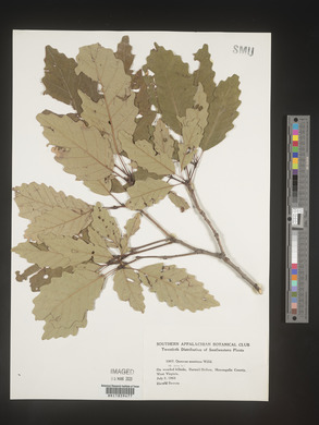 Quercus montana image