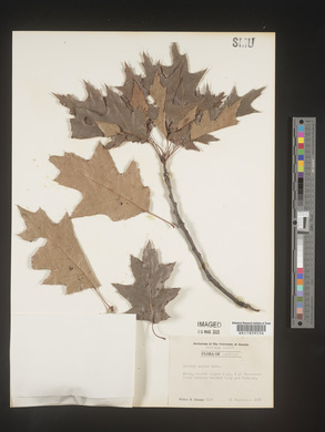 Image of Quercus maxima