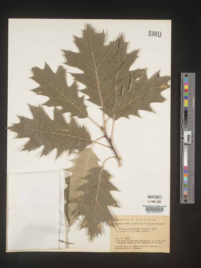 Quercus maxima image