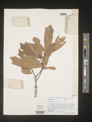 Quercus incana image