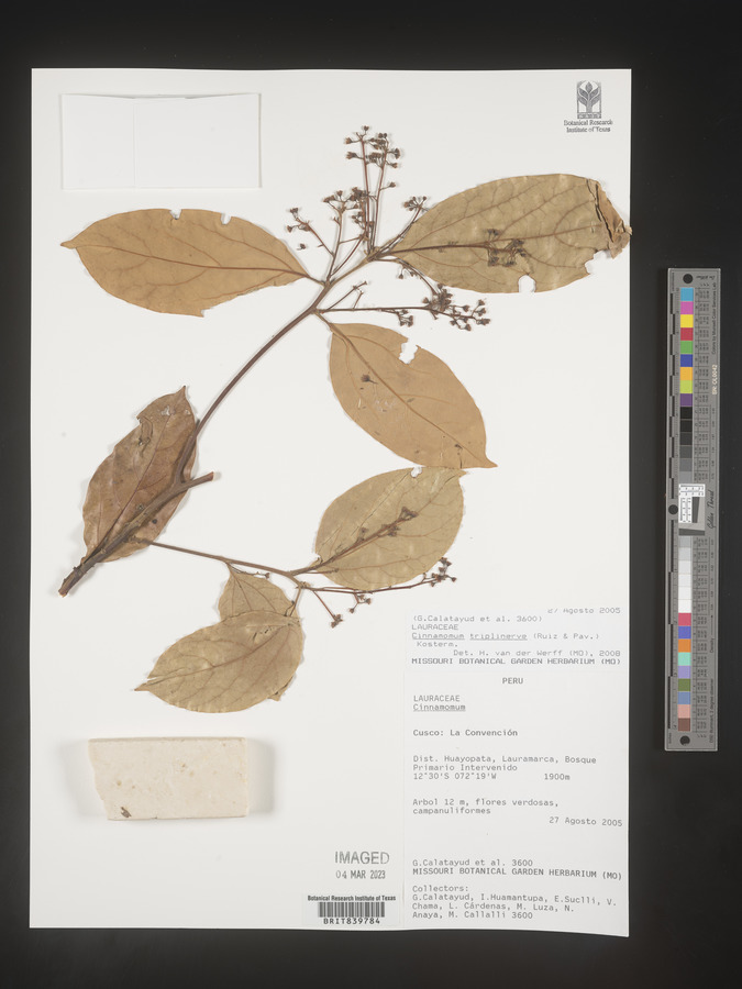 Cinnamomum triplinerve image