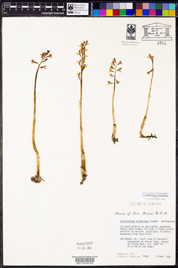 Corallorhiza wisteriana image