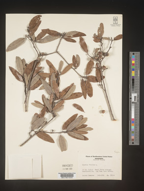 Quercus phellos image