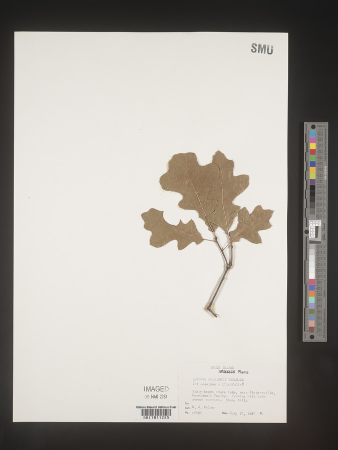 Quercus x robbinsii image