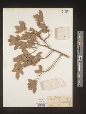 Quercus rydbergiana image