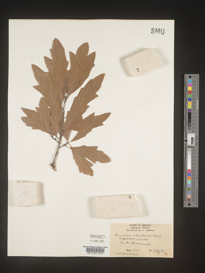 Quercus schochiana image