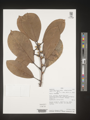 Ficus americana subsp. subapiculata image