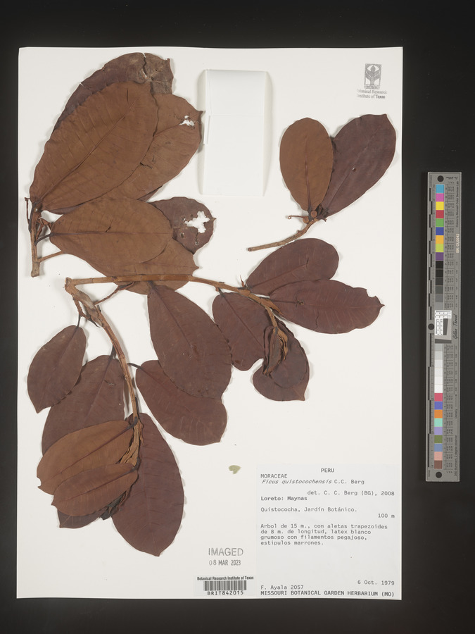 Ficus quistocochensis image