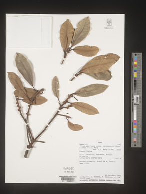 Ficus americana subsp. guianensis image