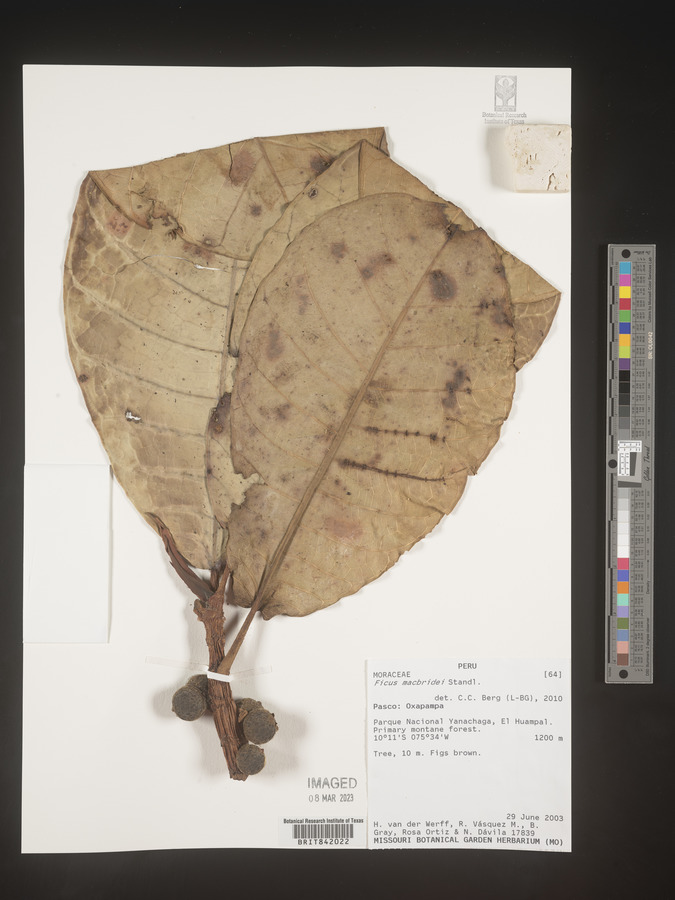 Ficus macbridei image