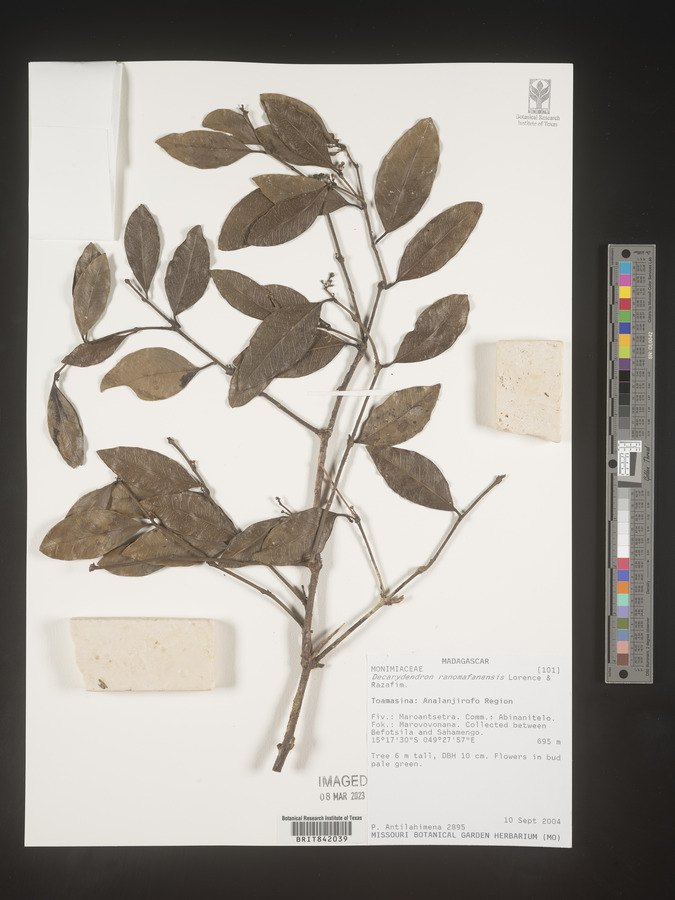 Decarydendron ranomafanensis image