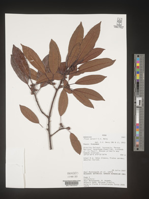 Image of Ficus ceronii