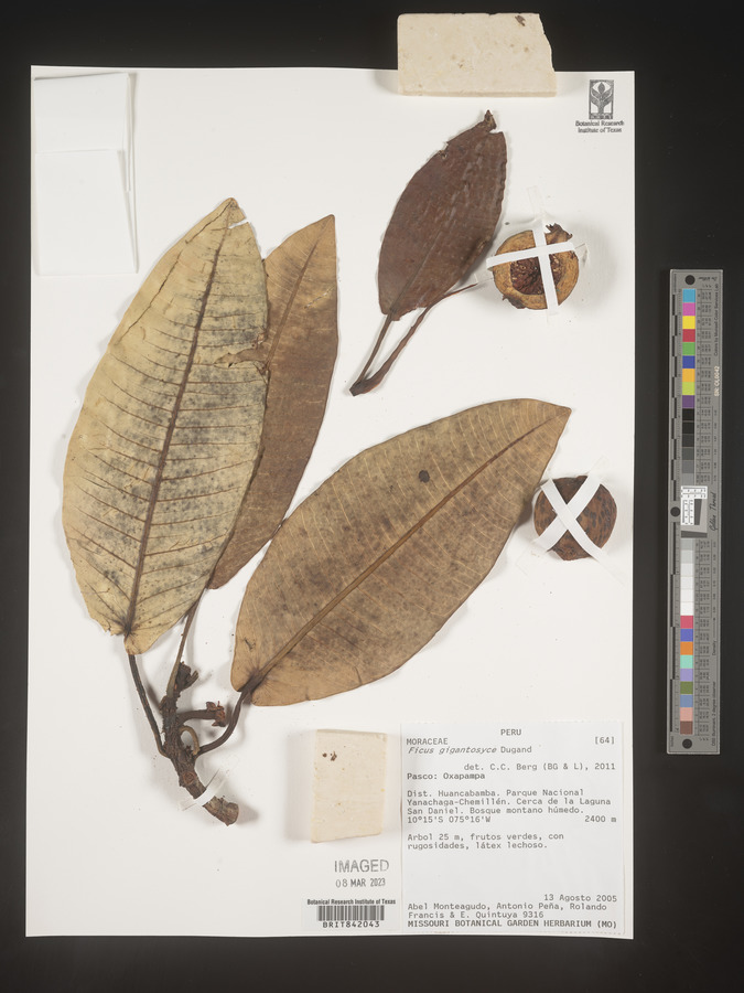 Ficus gigantosyce image