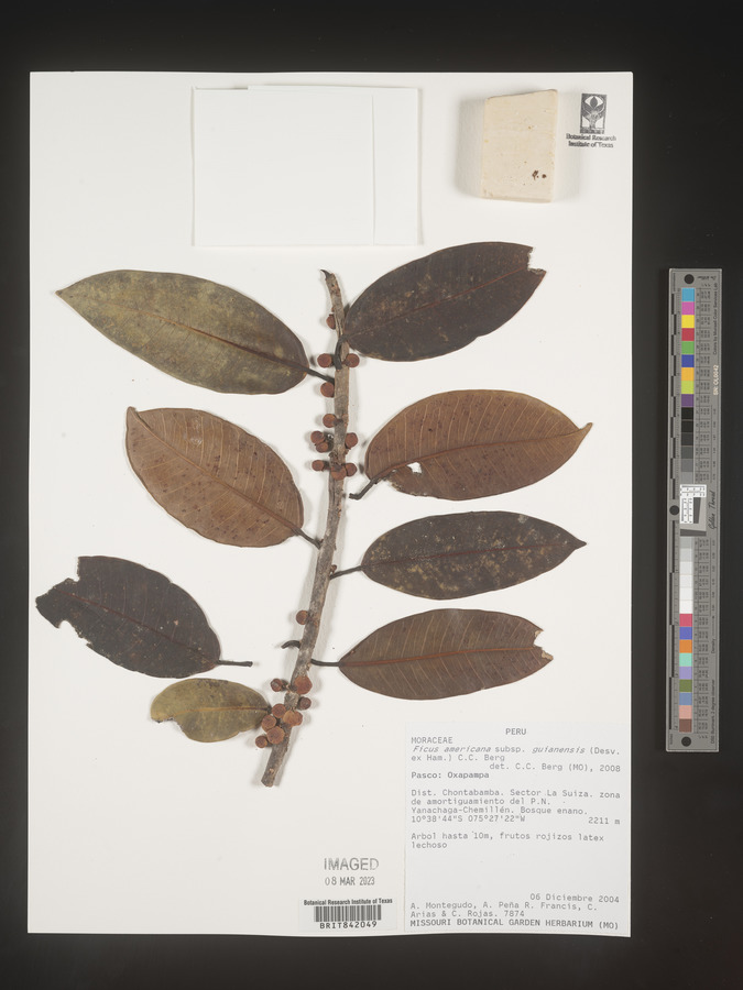 Ficus americana subsp. guianensis image