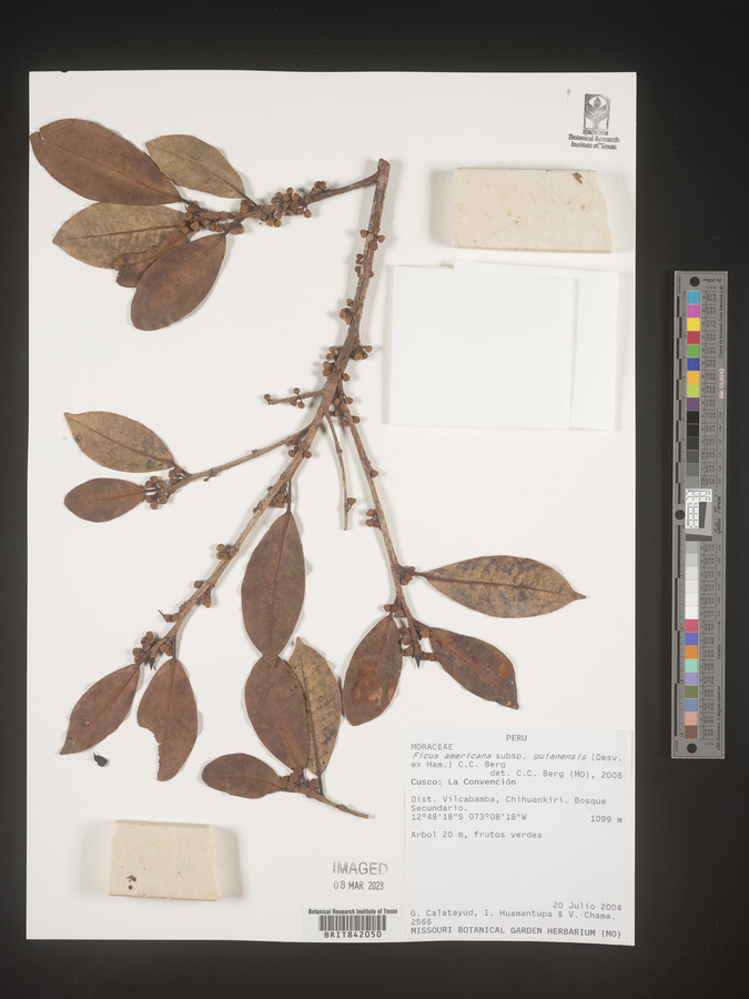 Ficus americana subsp. guianensis image