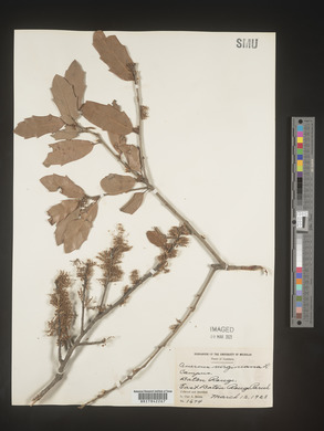 Quercus virginiana image