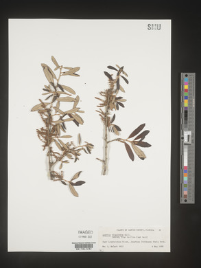 Quercus virginiana image