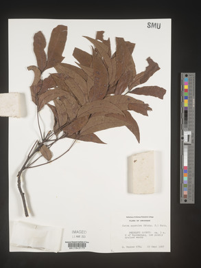 Carya aquatica image