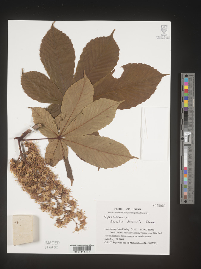 Aesculus turbinata image