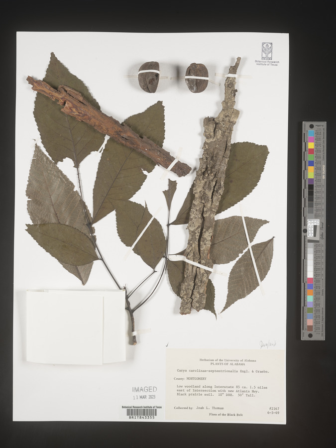 Carya carolinae-septentrionalis image