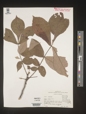 Carya texana image