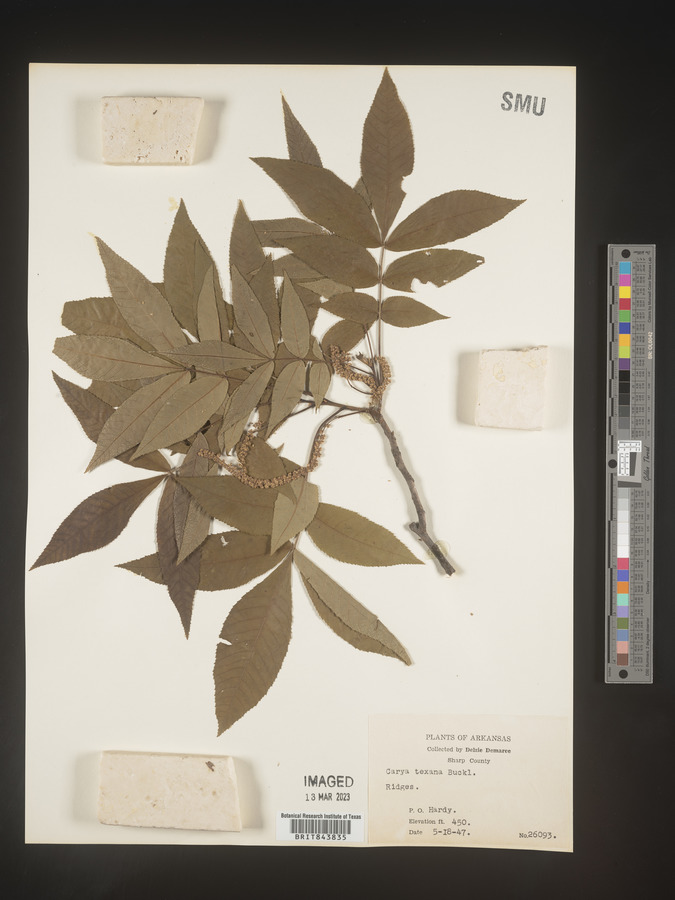 Carya texana image