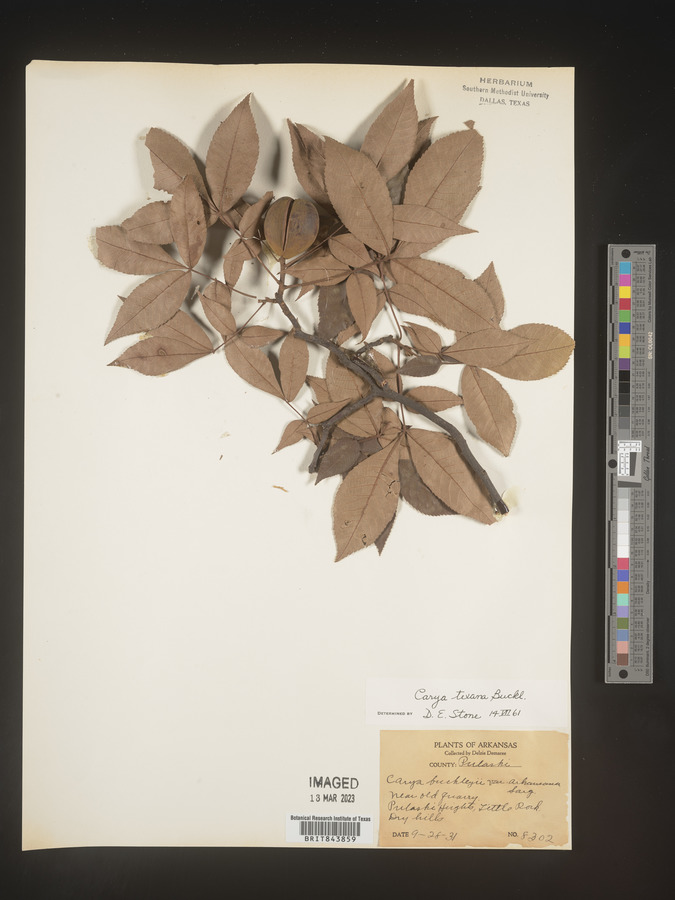 Carya texana image