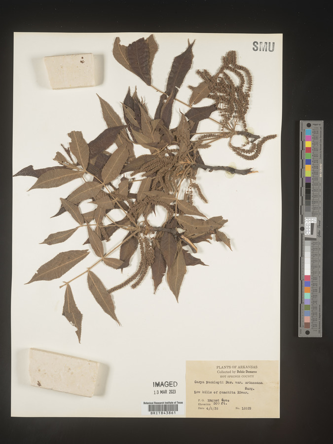 Carya buckleyi var. arkansana image