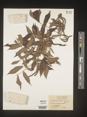 Carya buckleyi image