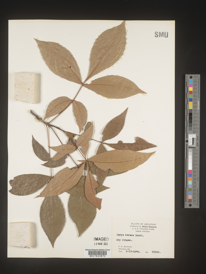 Carya texana image