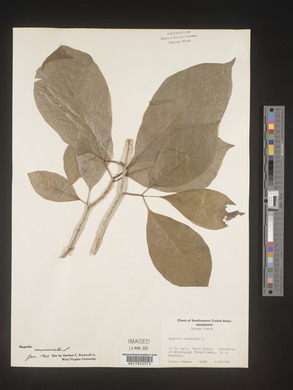 Magnolia acuminata image