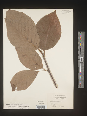 Magnolia acuminata image