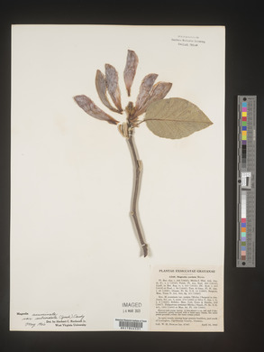 Magnolia acuminata image