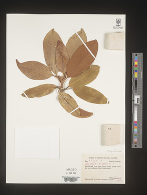 Magnolia acuminata image