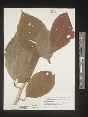 Magnolia acuminata image