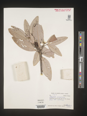 Magnolia virginiana image
