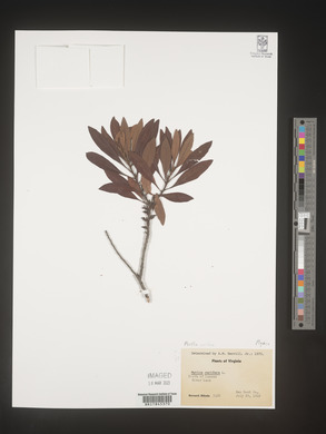 Myrica cerifera image