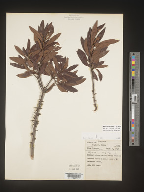 Myrica cerifera image