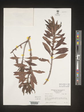 Myrica cerifera image