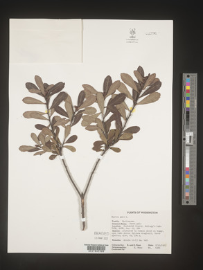 Myrica cerifera image